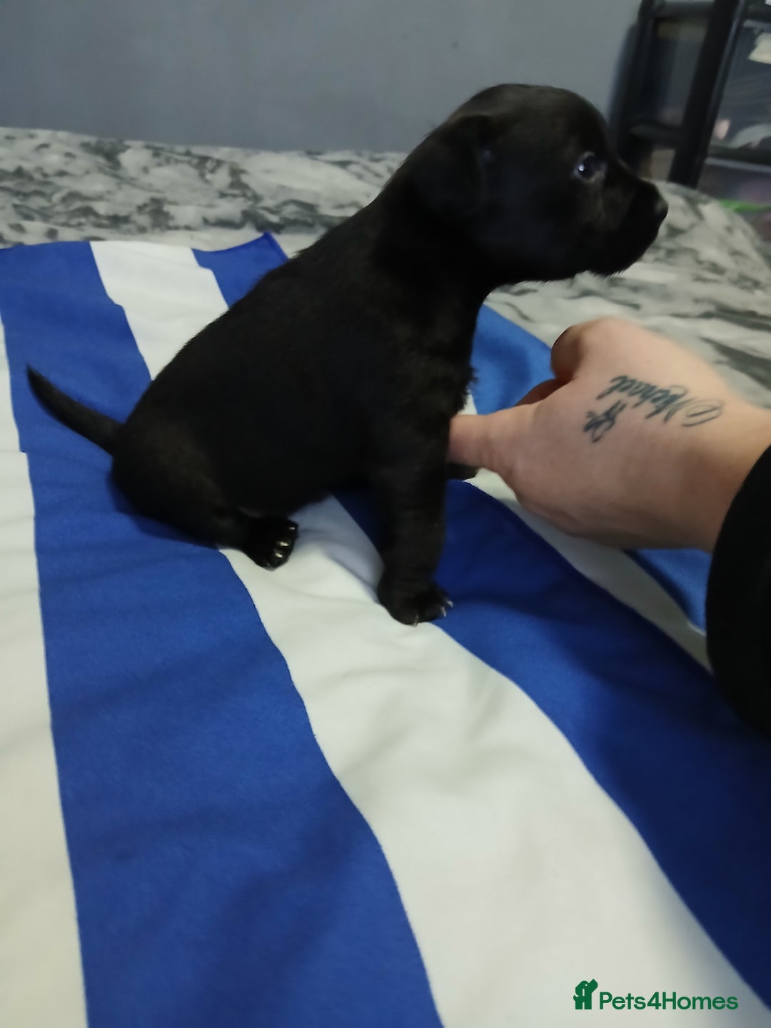 Patterdale Terrier dogs for sale: Puppies  - Advert 8