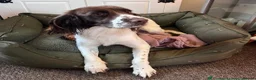 English Springer Spaniel dogs for sale: Beautiful Liver & White Springer Spaniel Puppies - Advert 11