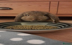 Mini Lop rabbits for sale: Neville - Image 2