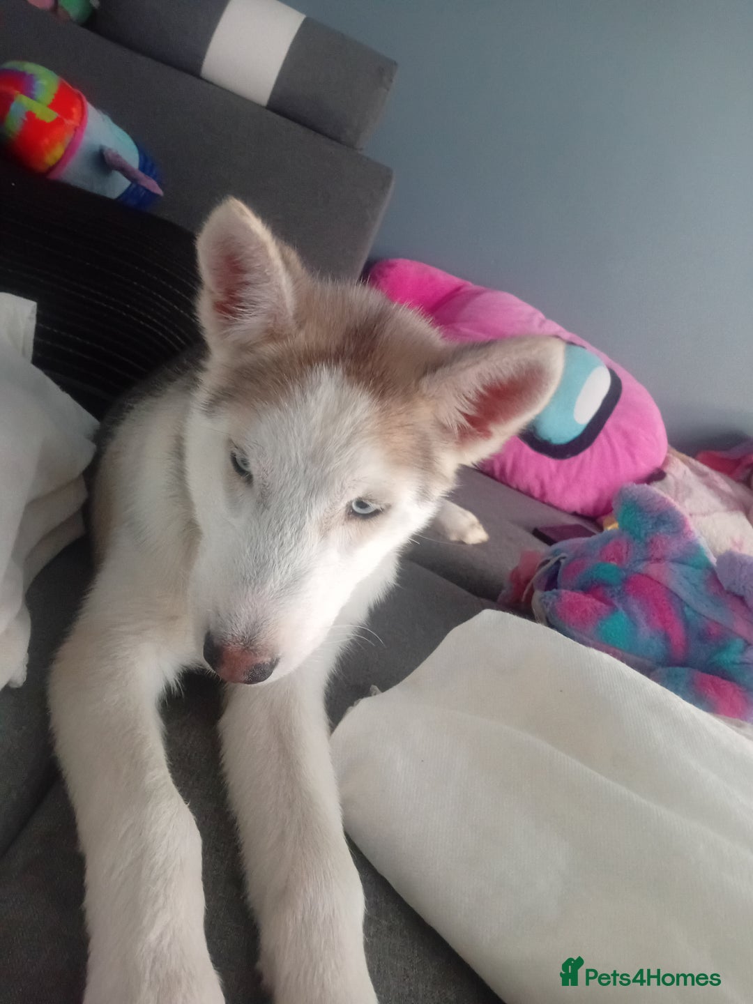 Siberian Husky dogs for sale: Sibirian Husky - Advert 6