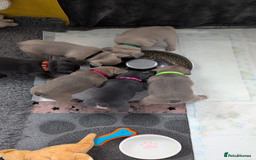 French Bulldog dogs for sale: ADORABLE FRENCH BULLDOG PUPPIES READY SOON! - Image 4