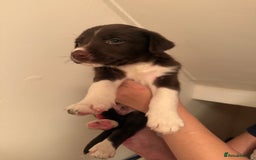 Border Collie dogs for sale: Border collie pups - Image 11