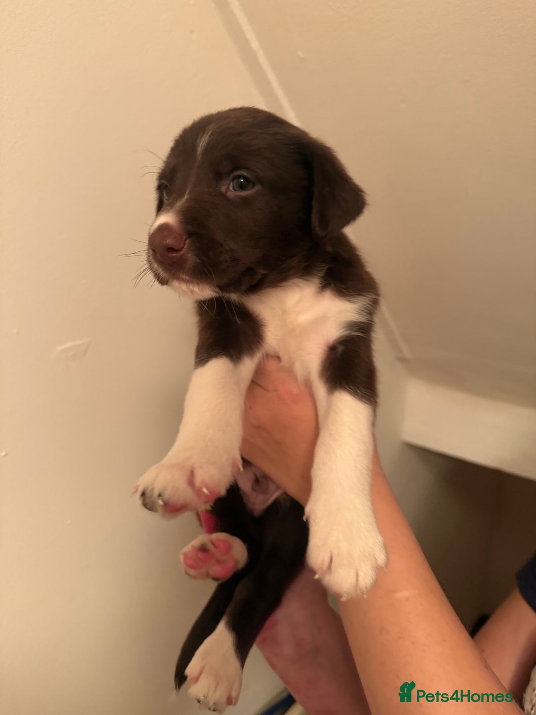 Border Collie dogs for sale: Border collie pups - Image 11