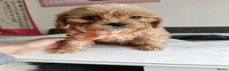 Cavapoo dogs for sale: Last girl ready to rehome in Preston - Advert 2