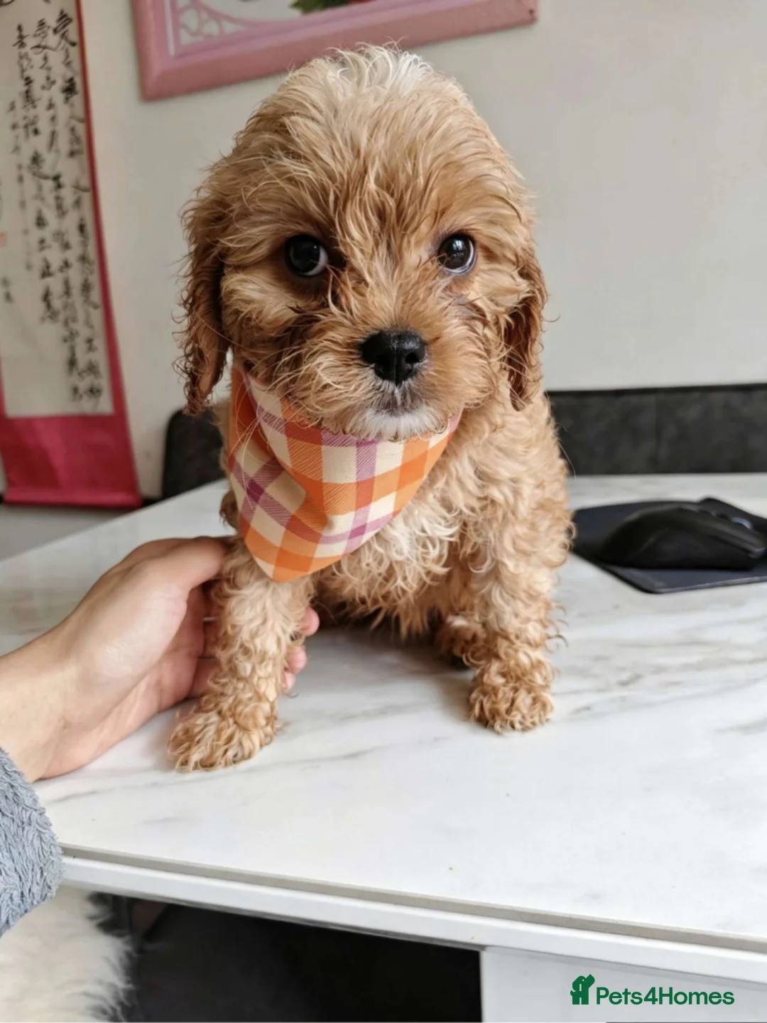 Cavapoo dogs for sale: Last girl ready to rehome in Preston - Advert 2
