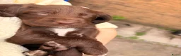 Sprocker dogs for sale: Lovely Sprocker Puppies  - Advert 3