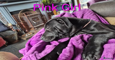 Mixed Breed dogs - Advert 12
