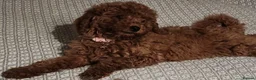 Cavapoo dogs for sale: Stunning Fox Red Cavapoo Puppies Available Now - Advert 5