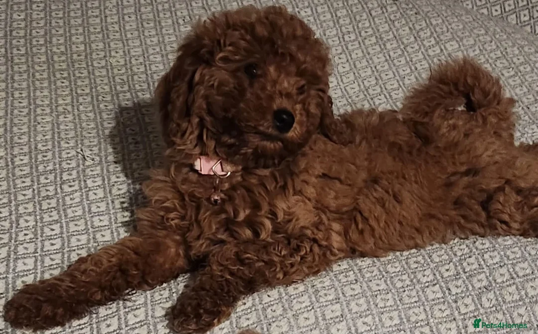 Cavapoo dogs for sale: Stunning Fox Red Cavapoo Puppies Available Now - Advert 5