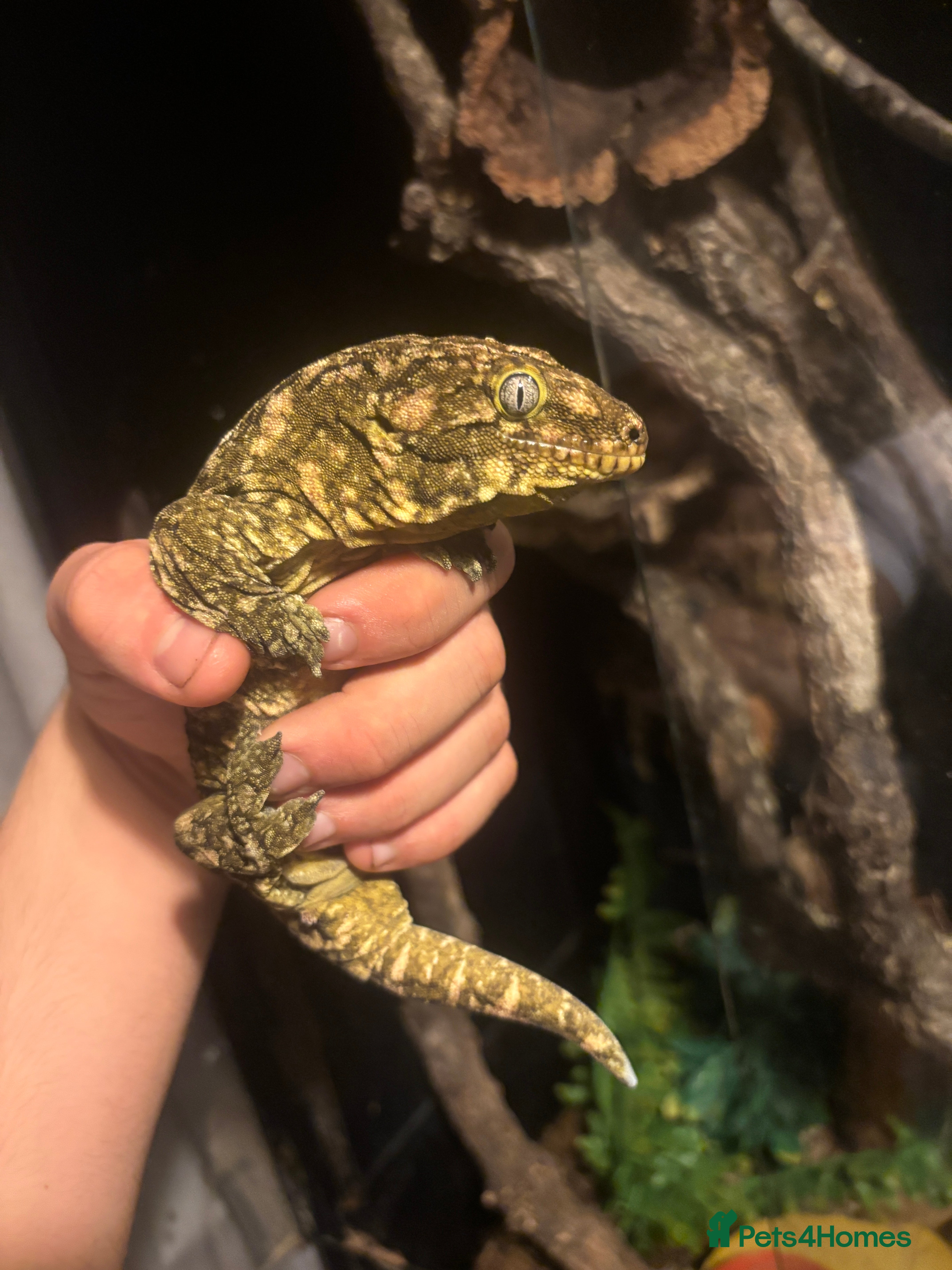 Gecko reptiles MALE leachianus gecko  - Advert 2