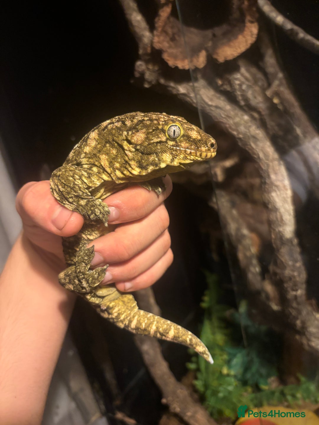 Gecko reptiles for sale: MALE leachianus gecko  - Image 1