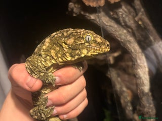 Gecko reptiles - Advert 13