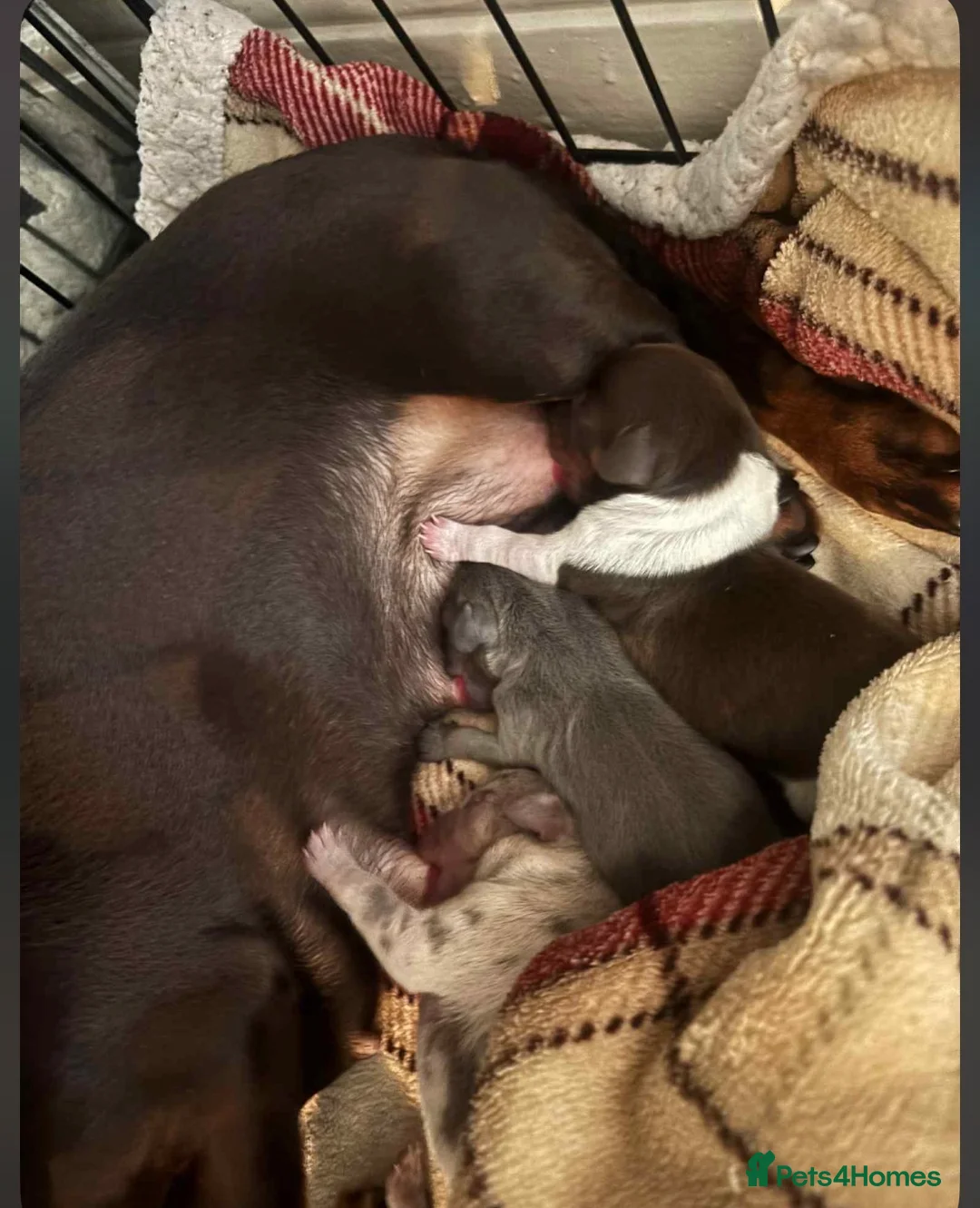 Miniature Dachshund dogs for sale: Tan & blue miniature dachshund boy - Advert 4