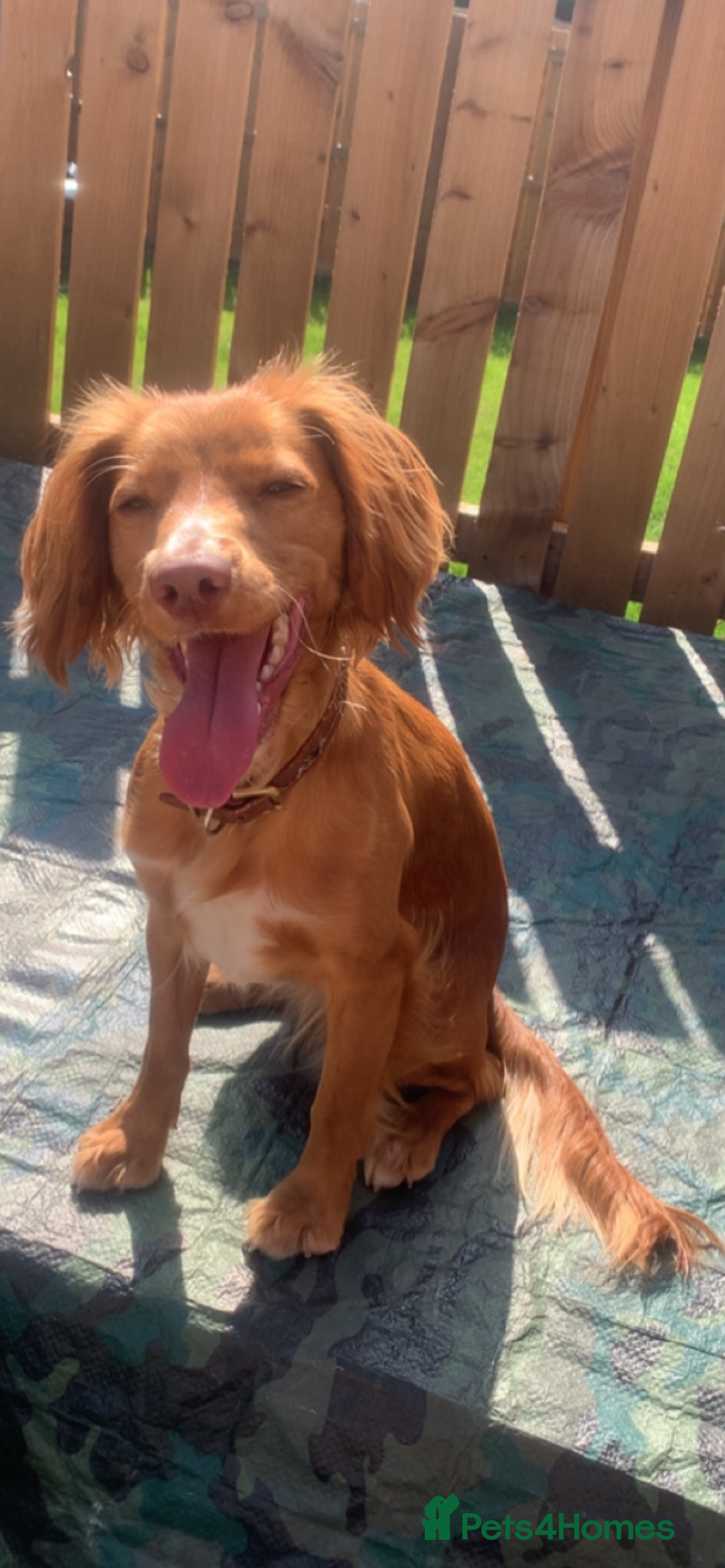 Cocker Spaniel dogs for sale: Stunning Working cocker spaniels  - Advert 22