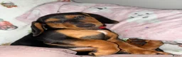 Dachshund dogs for sale: Woody - 4.5 months old. Male.  - Advert 5
