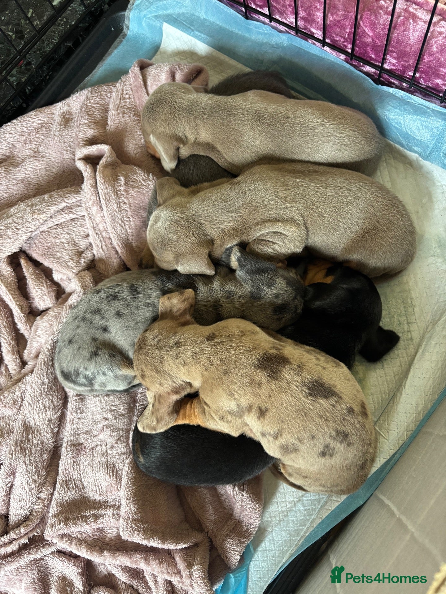 Miniature Dachshund dogs KC Miniture daschund short haired puppies - Advert 15