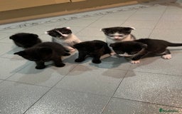 Scottish Fold cats for sale: Scottish fold  - Image 15