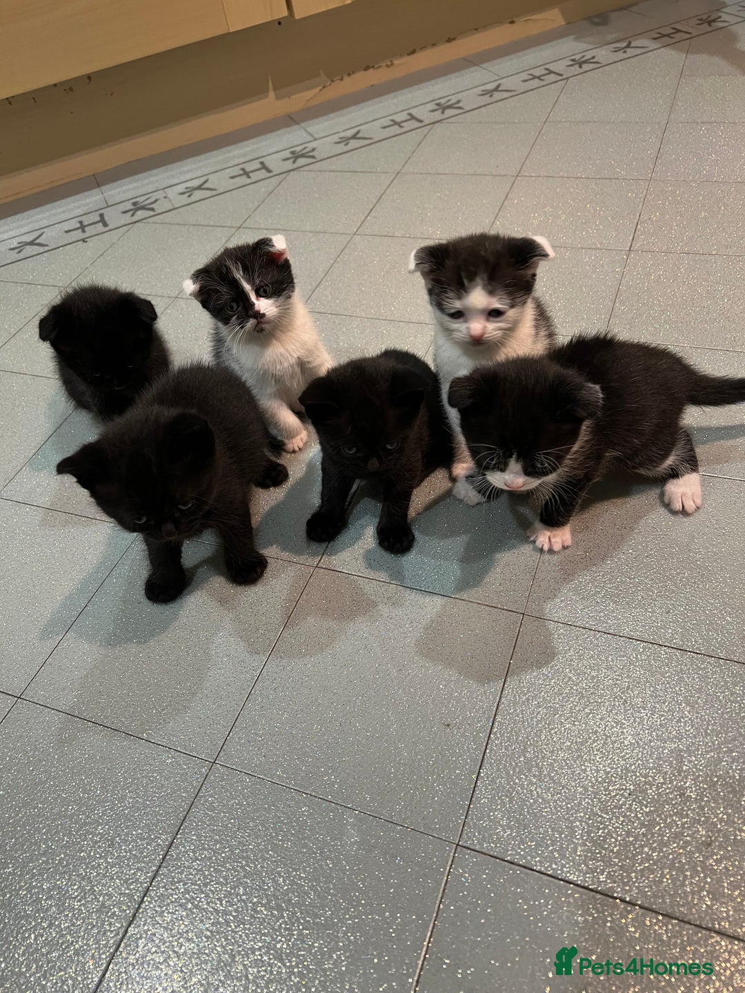Scottish Fold cats for sale: Scottish fold  - Image 15