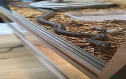 Corn Snake reptiles for sale: 2 corn snakes and vivaruims, complete set up. - Image 6
