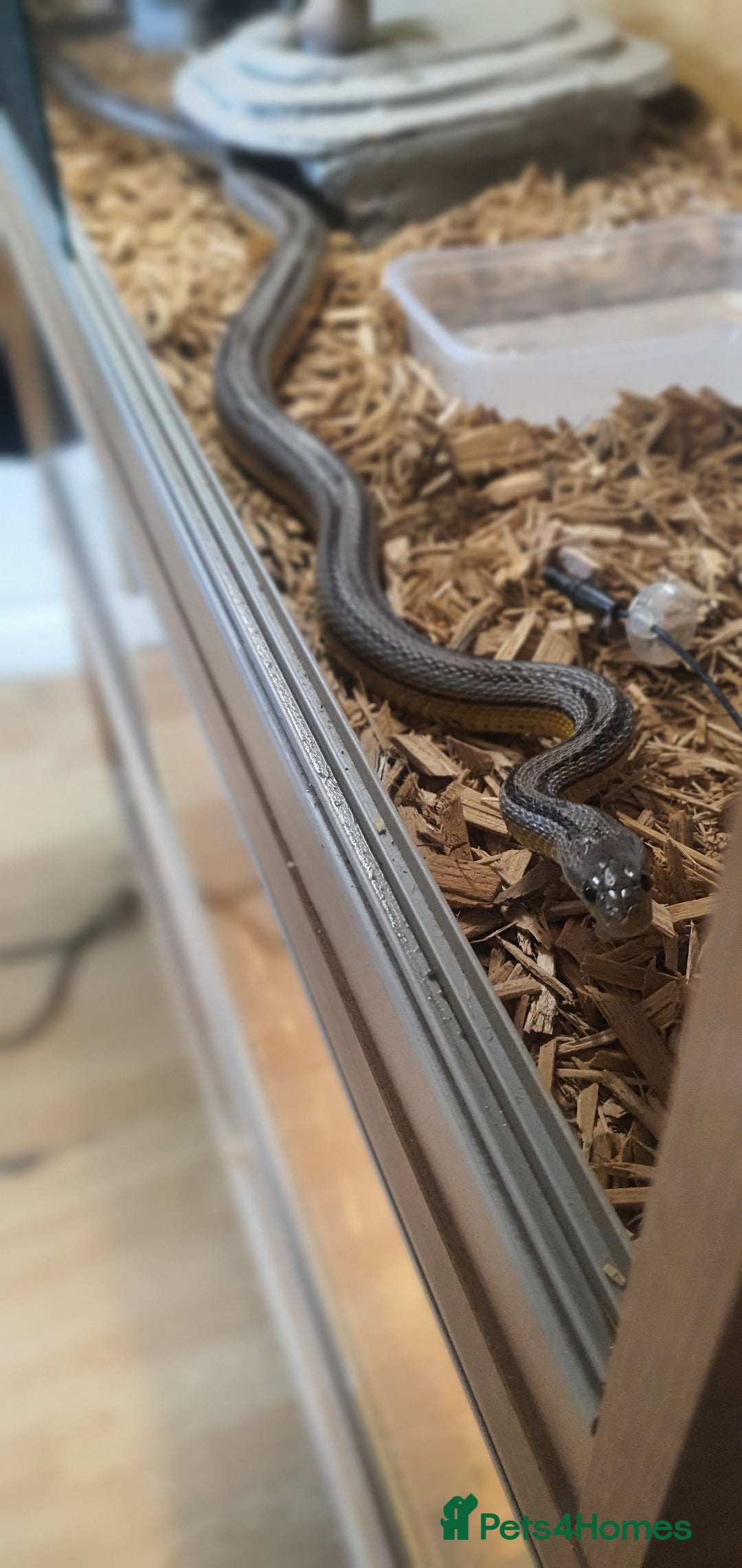 Corn Snake reptiles for sale: 2 corn snakes and vivaruims, complete set up. - Image 6