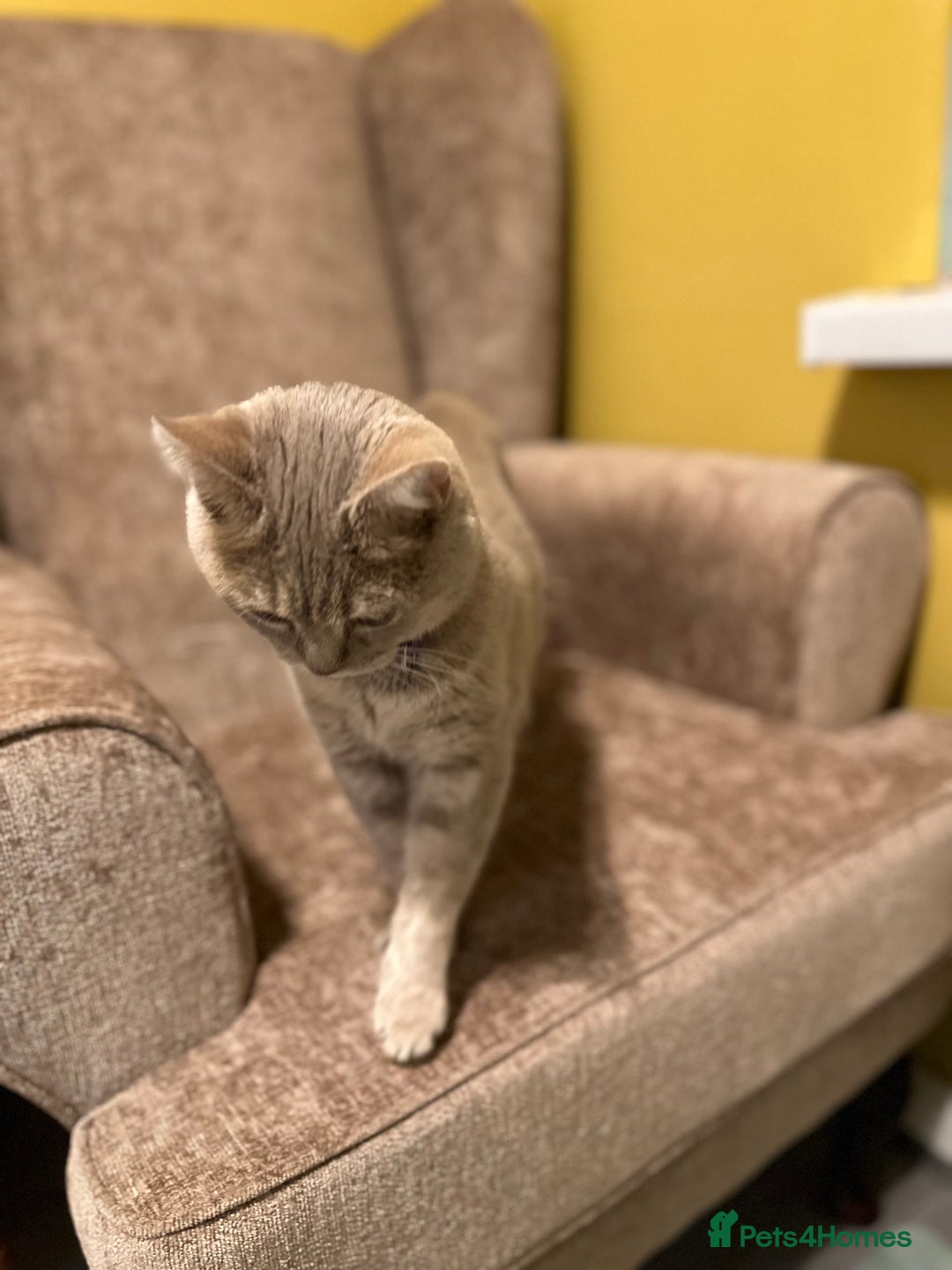 British Shorthair cats for sale: Female kitten - Advert 10