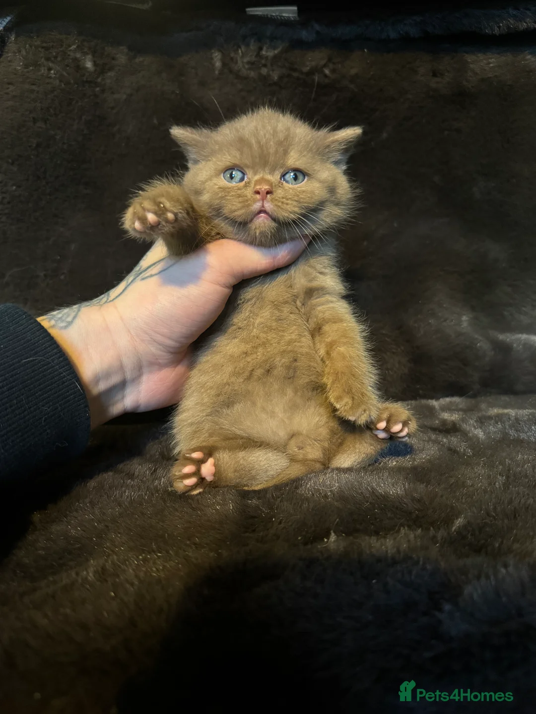 British Shorthair cats for sale: Tica reg BSH kittens  - Advert 8