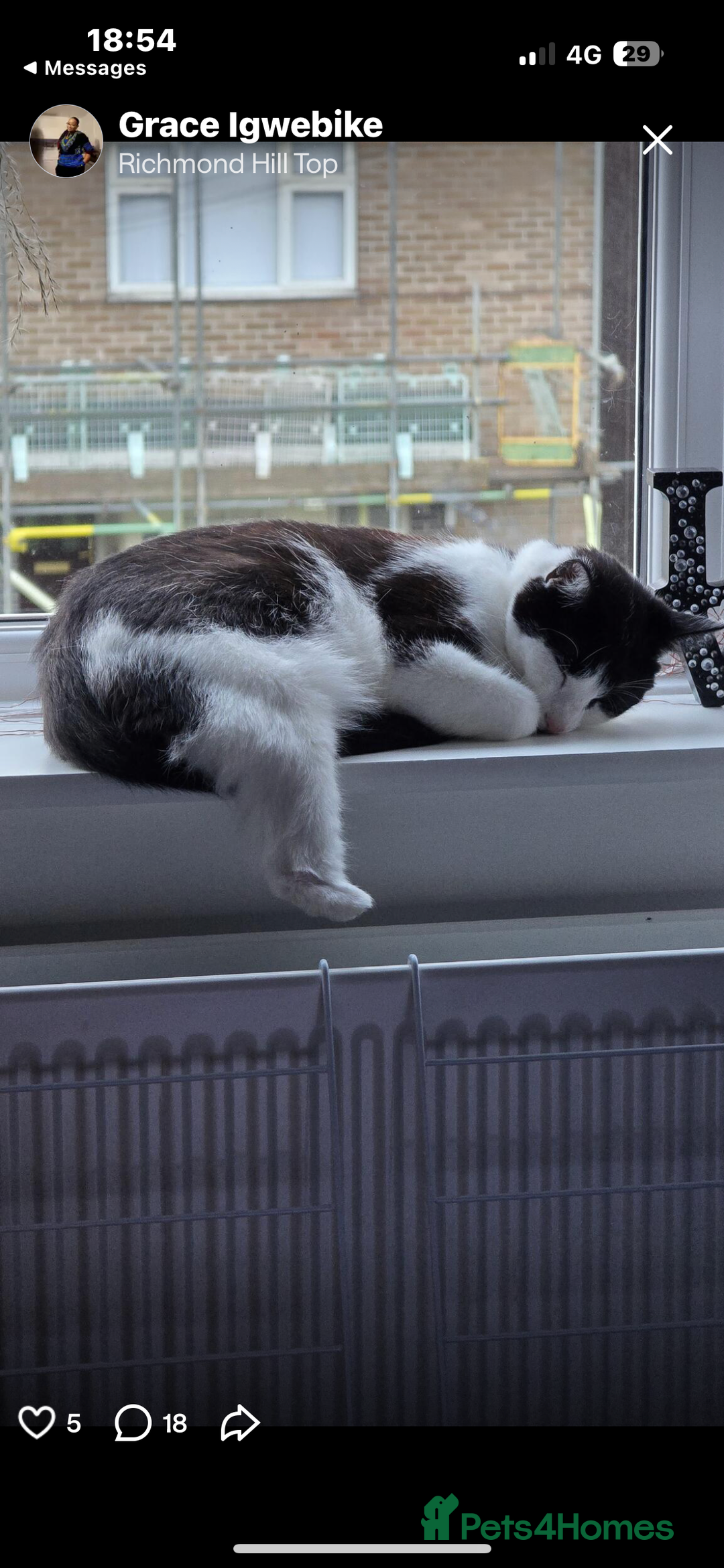 Mixed Breed cats for sale: Rescue cats- adults 🧡 - Advert 13