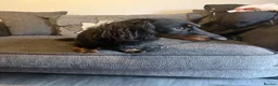 Miniature Dachshund dogs for stud: Miniature dachshund stud - Advert 3