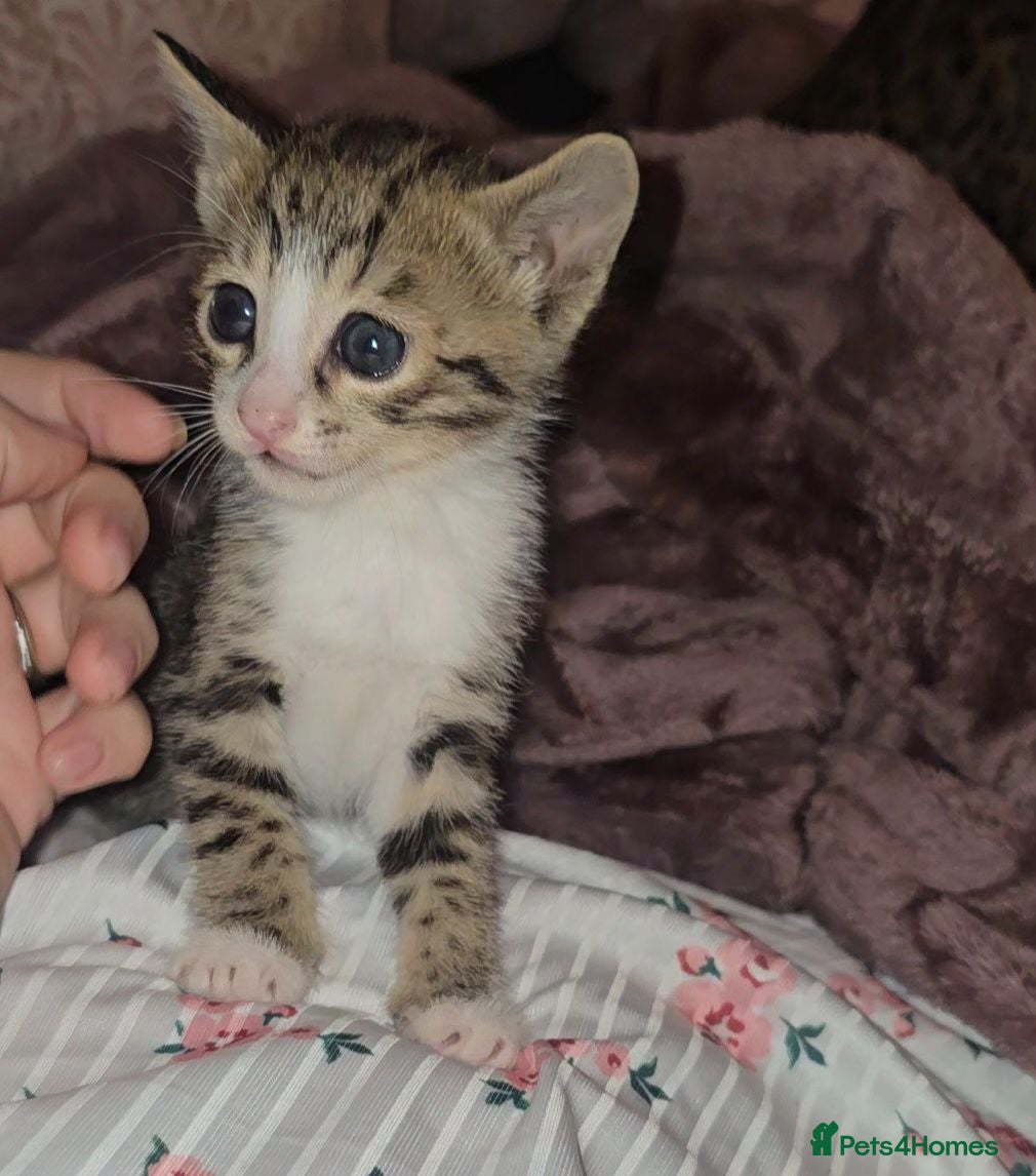 Bengal cats Savannah x bengal ONE MALE LEFT - Advert 1