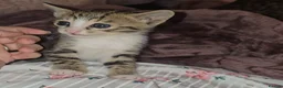 Bengal cats for sale: Savannah x bengal ONE MALE LEFT - Advert 8