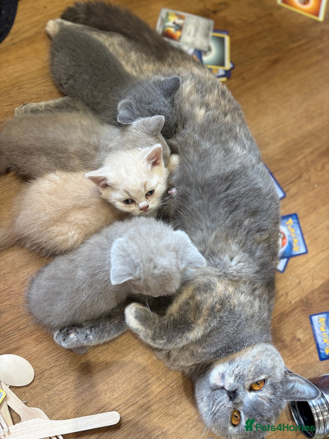 British Shorthair cats for sale: Beautiful British shorthair kittens  - Advert 10