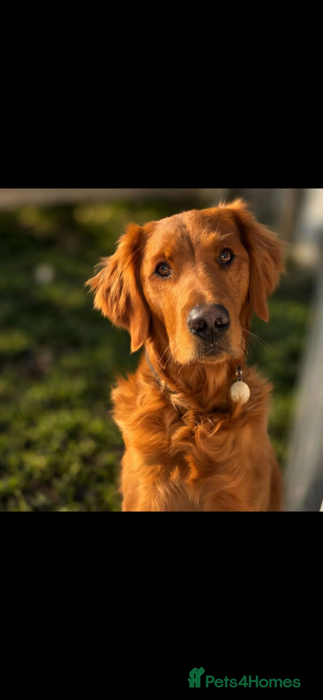 Golden Retriever dogs for sale: 7 dark golden retriever fully health tested parent - Advert 21