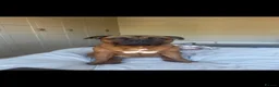 Staffordshire Bull Terrier dogs for sale: Red KC Reg Staffordshire Bull Terrier Due October - Advert 8