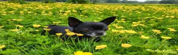 Chihuahua dogs for stud: Handsome 5-year-old Black Chihuahua for Stud Only - Advert 5