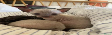Cornish Rex 1