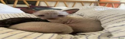 Cornish Rex cats for sale: 4 beautiful Cornish Rex girls  - Advert 13