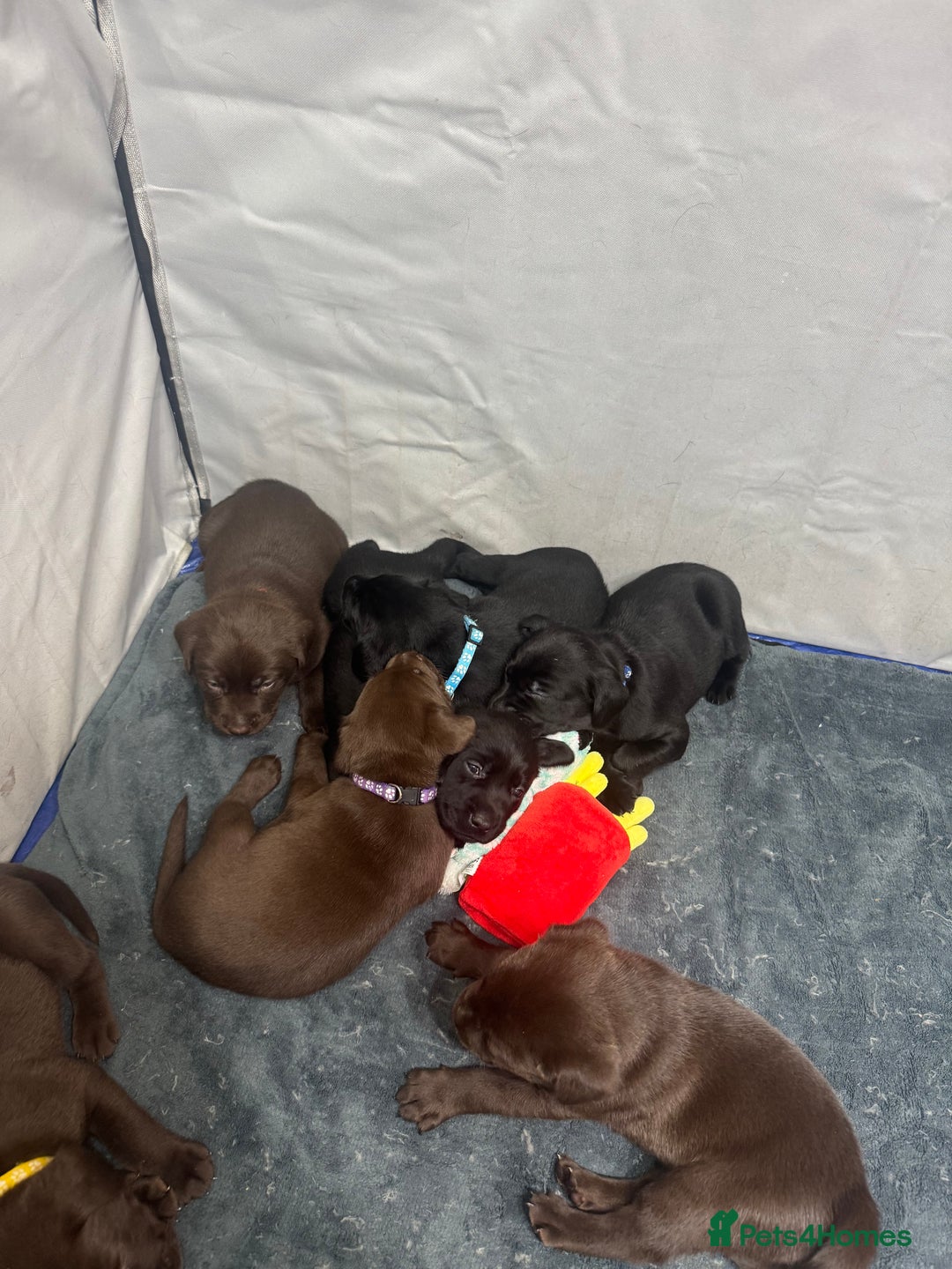 Labrador Retriever dogs for sale: Beautiful Labrador puppies for sale🥰 - Advert 16