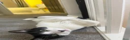 Domestic Shorthair cats for sale: Pair of Tuxedos (2 years old) - Advert 3
