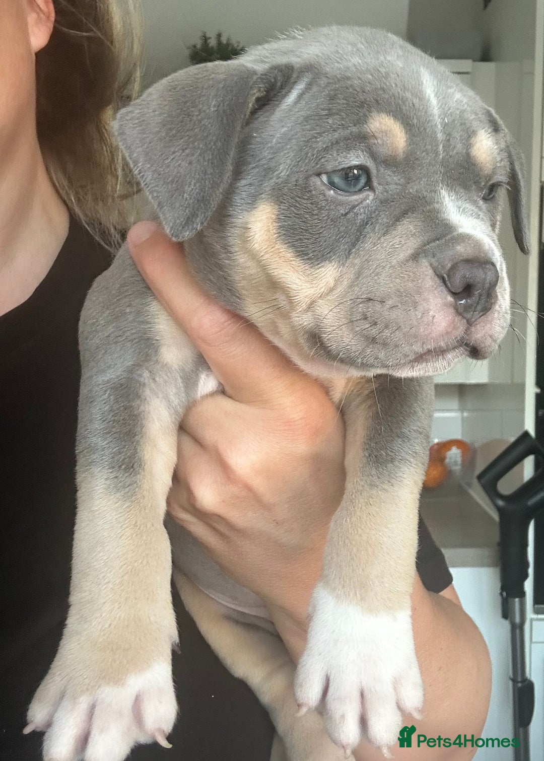 American Bully dogs for sale: Pocket Bullies ( not banned breed) - Image 1