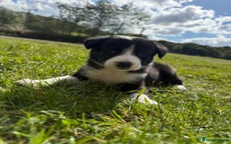 Border Collie dogs for sale: Border collies puppies - Image 9