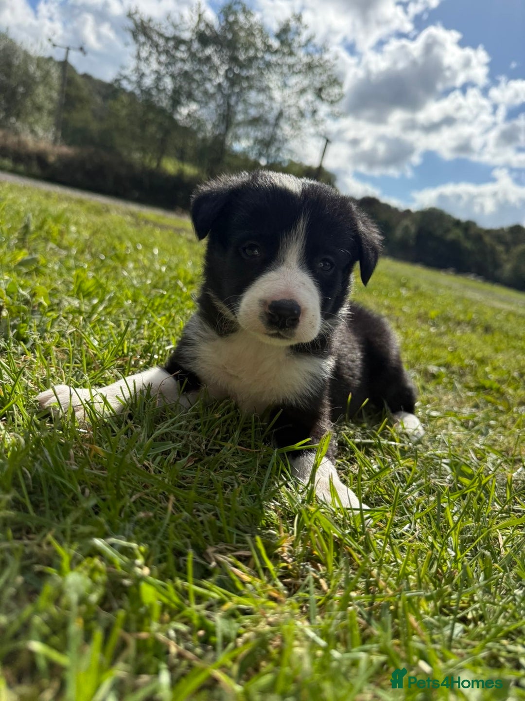 Border Collie dogs for sale: Border collies puppies - Image 9