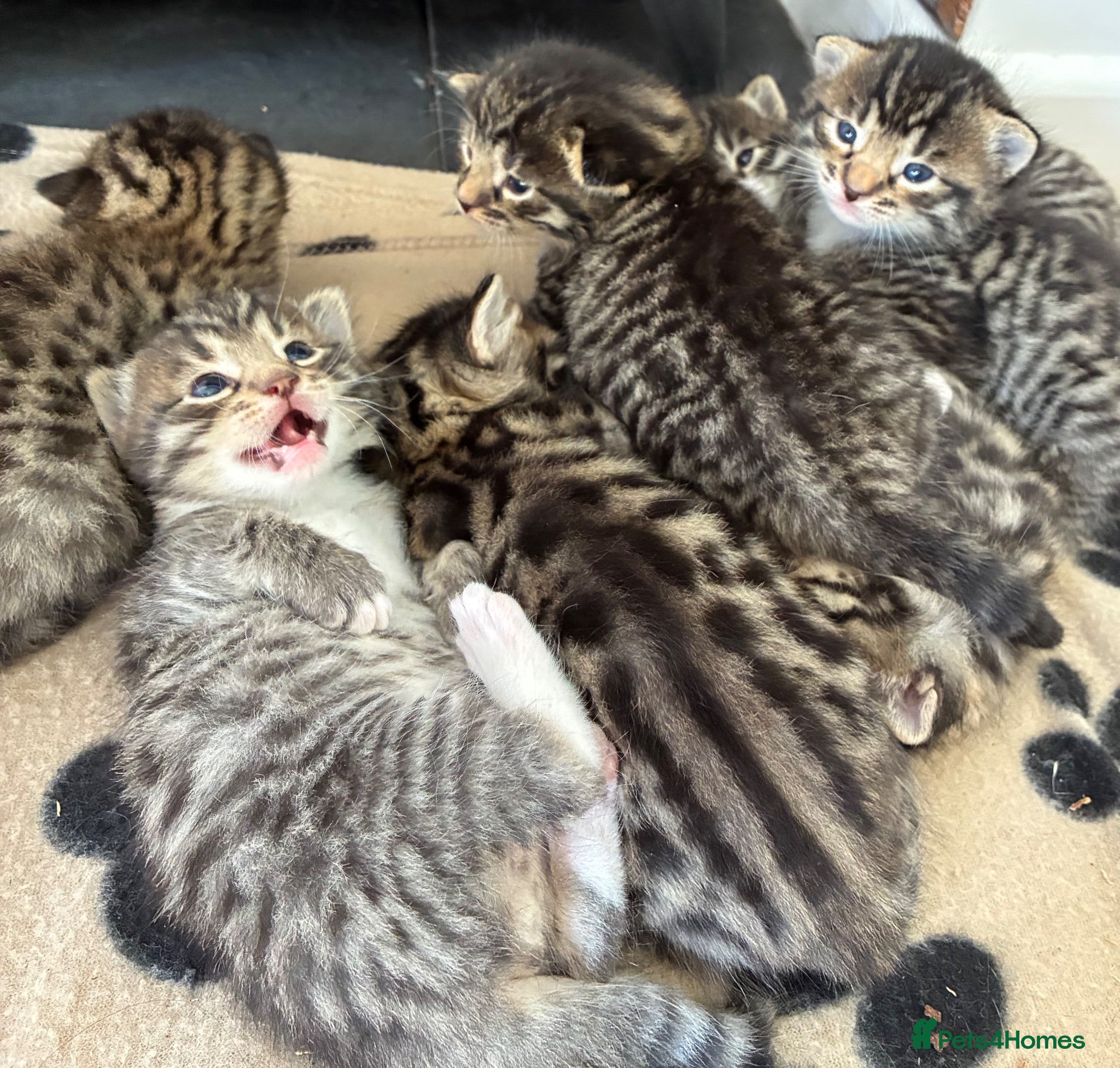 Bengal cats Gorgeous male Bengal kittens  - Advert 14