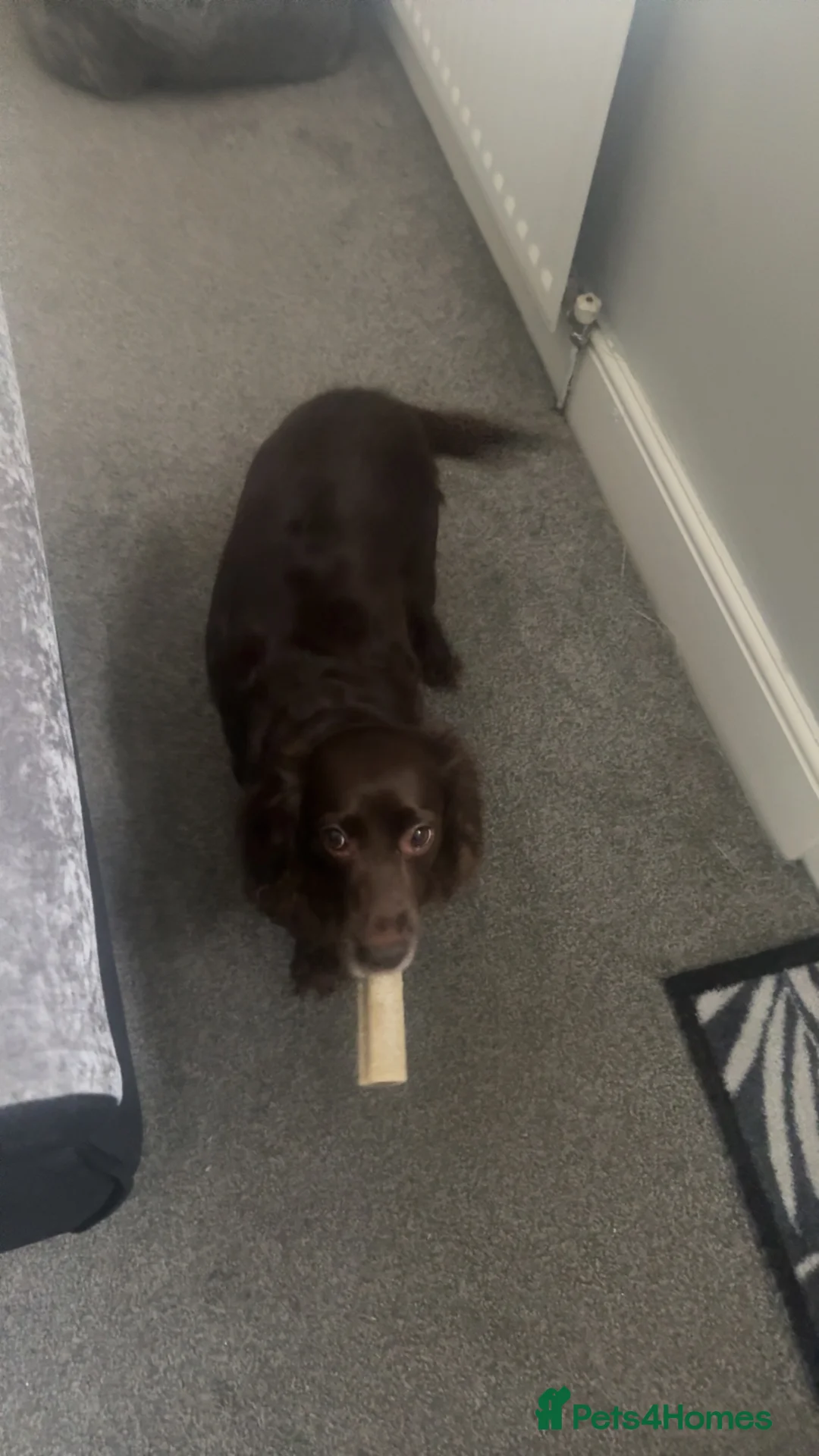 Sprocker dogs for sale: Sprocker X springer spaniel  in Barnsley - Advert 2