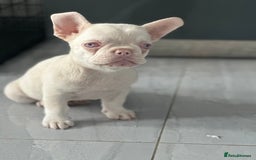 French Bulldog dogs for sale: French bulldog puppies  - Image 12
