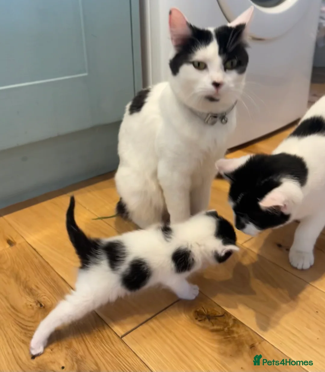 Domestic Shorthair cats for sale: Black & white kittens - Advert 2