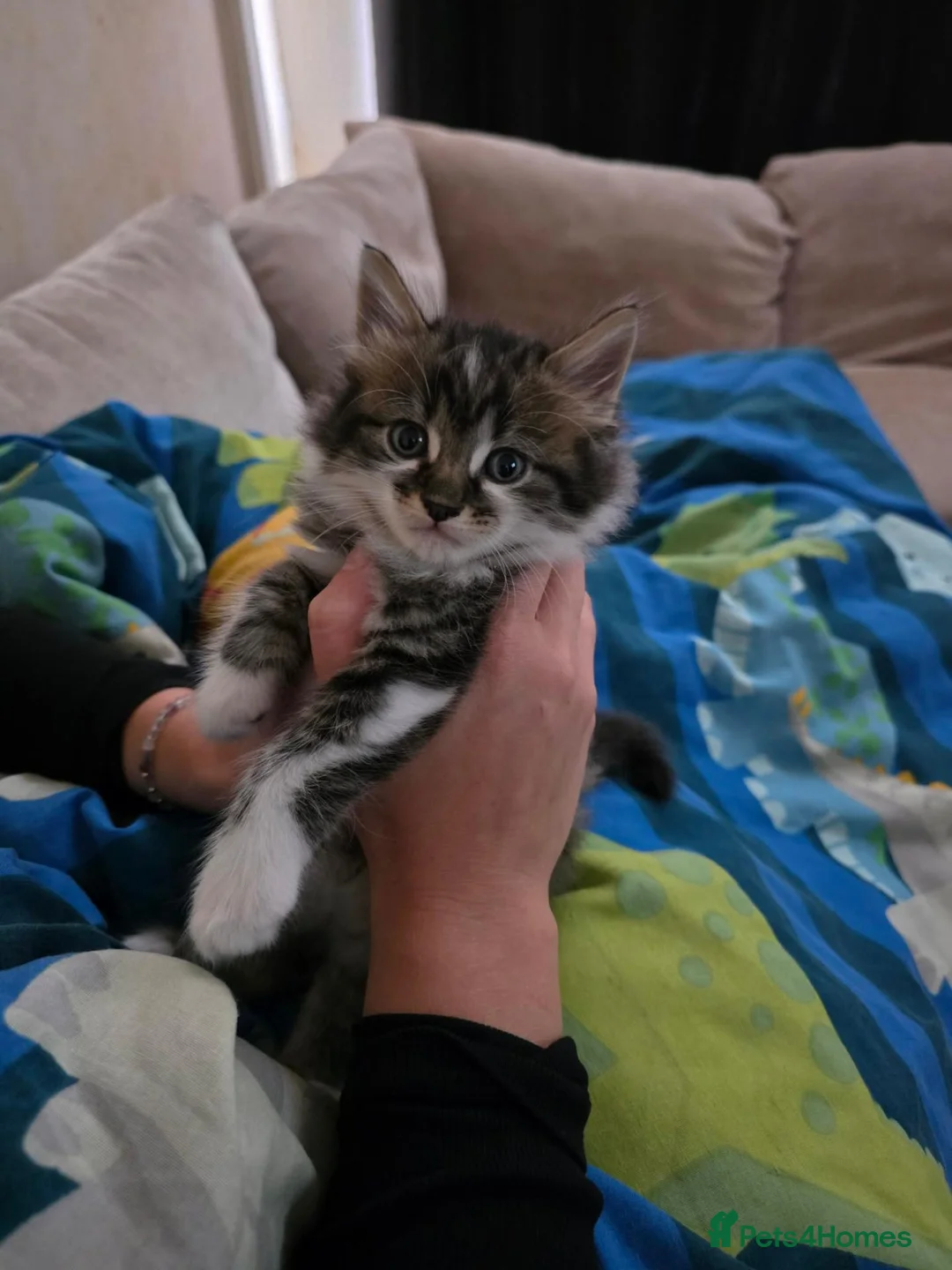 Mixed Breed cats for sale: Fluff ball  - Advert 2