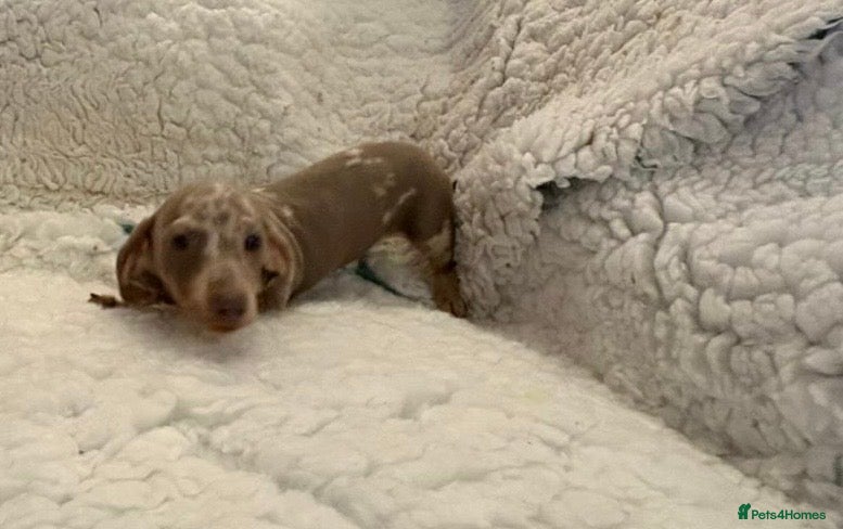 Miniature Dachshund dogs Very small but cute mini dachshund  - Advert 2