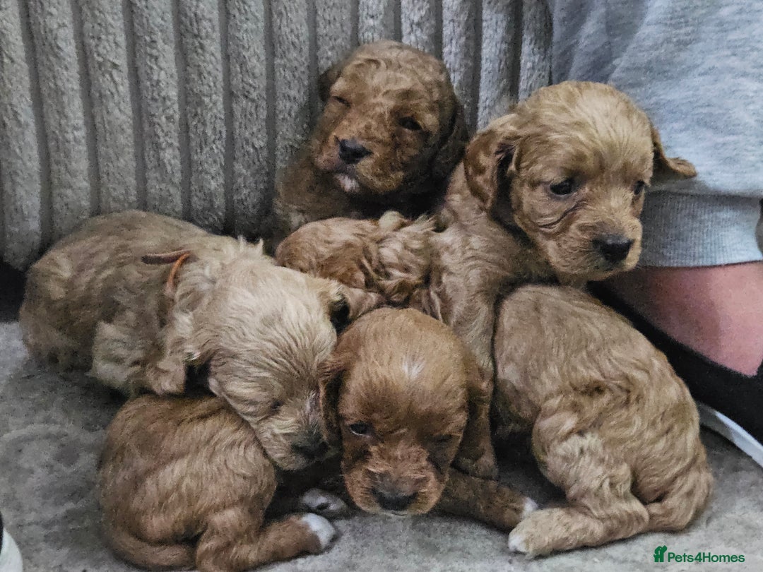 Cavapoo dogs for sale: Cavapoo Puppies  - Image 27