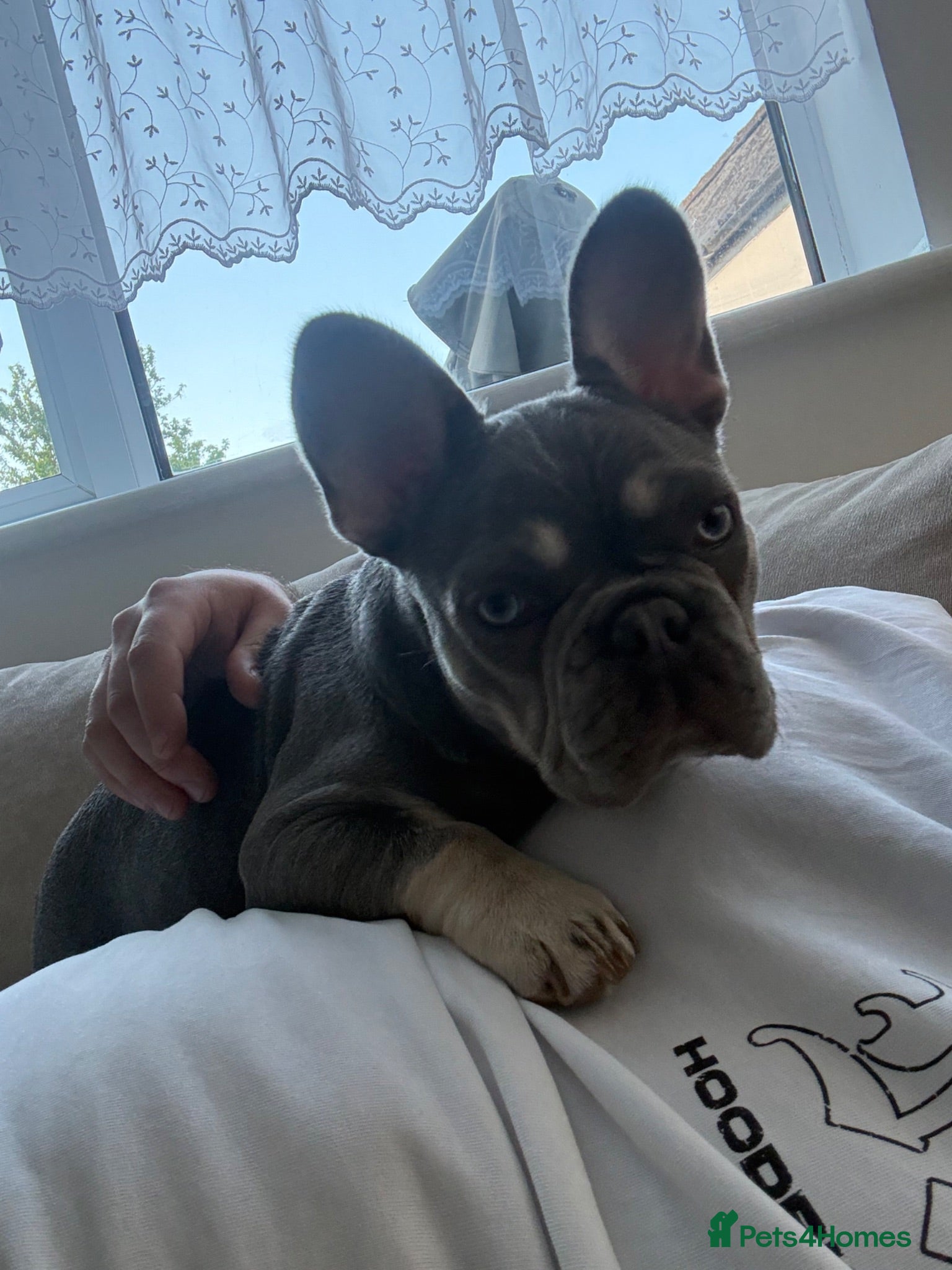 French Bulldog dogs Beautiful 6-Month-Old French Bulldog Puppy 🐶 - Advert 1
