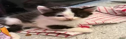 Sphynx cats for sale: Spyhnx mixed breed  in Epsom - Advert 10